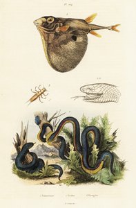 Rotbauch-Schwarzotter und Dreizahn-Kugelfisch von Unbekannter Künstler