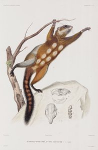 Rotbauchhörnchen oder Mexikanisches Grauhörnchen von Unbekannter Künstler