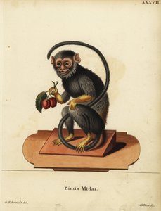Rot- oder Goldhandtamarin, Saguinus midas. Simia midas. Handkolorierter Kupferstich von Joseph Kellner nach einer Illustration von George Edwards aus Johann Christian Daniel Schrebers Tierillustrationen nach der Natur, oder Schrebers Fantastische Tiere