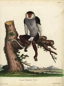 Rotschenkel-Douc, Pygathrix nemaeus. Bedroht. Simia nemaeus Linn. Handkolorierte Kupferstichgravur von Johann Sebastian Leitner nach einer Illustration von Jacques de Seve aus Johann Christian Daniel Schrebers Tierillustrationen nach der Natur