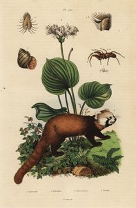 Roter Panda, Ailurus fulgens, gefährdet, nördliche Weihnachtslilie, Proiphys amboinensis, Fluss-Schnecke, Viviparus viviparus, und Spinne, Palpimanus-Art von Unbekannt