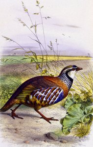 Rothuhn, ca. 1850 (Lithographie)