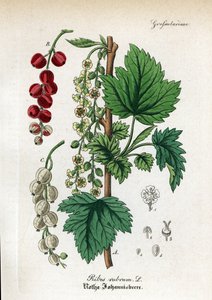 Rote Johannisbeere, Ribes rubrum. Handkolorierter Kupferstich aus Dr. Willibald Artus