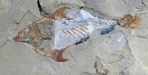 Überreste eines als Fossil erhaltenen Tieres von Unbekannter Künstler