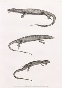 Reptilien: Tupinambis Nil von Unbekannt
