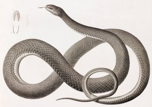 Reptilien: Nahaufnahme einer Schlangenillustration
