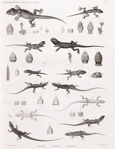 Reptilien: Geckos, Agamen, Eidechsen