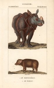 Nashorn und Klippschliefer