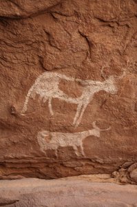 Felskunst, Vorgeschichte: Felsmalerei von zwei Kühen mit großen Hörnern (Langhorn) in einem verzierten Schutzraum im Uweinat-Massiv, Sudan (Karkur-Talh oder Karkur Talh). Zeitraum von 8000 bis 3000 v. Chr. Fotografie