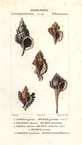 Felsenschnecken aus Jussieus "Wörterbuch der Naturwissenschaften", Florenz, Italien von Unbekannter Künstler
