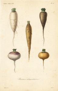 Wurzelgemüse