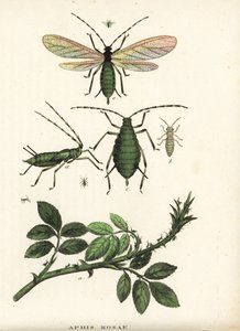Rosenblattlaus, Aphis rosae, auf Rosenstrauch. Handkolorierte Lithographie aus Georg Friedrich Treitschkes Galerie der Naturgeschichte, Naturhistorischer Bildersaal des Tierreiches, Leipzig-1842 von Unbekannter Künstler