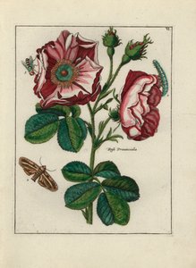 Rose, Varietät Rosa provincialis, mit Insekten - Lithographie zugeschrieben Paul Theodor van Brussel (1754-1795), Autor des Deckstraußes, oder A.Bres., beeinflusst von Nicolas Robert (1614-1685), veröffentlicht in „Nederlandsch Bloemwerk“ (Niederländisch von Unbekannter Künstler