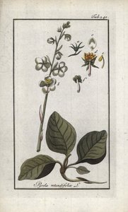 Rundblättrige Pyrole (Pyrola rotundifolia). Lithographie aus „Afbeelding der Artseny-Gewassen“ von Johannes Zorn (1739-1799), Niederlande von Unbekannter Künstler