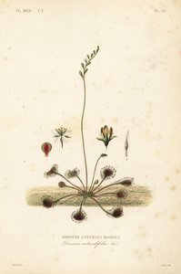 Rundblättriger Sonnentau, Drosera rotundifolia von Unbekannt