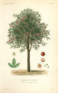 Eberesche oder Vogelbeerbaum, Sorbus aucuparia, Sorbier des oiseleurs von Unbekannt