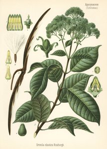 Kautschukbaum, Urceola elastica. Chromolithographie nach einer botanischen Illustration aus Hermann Adolph Koehler