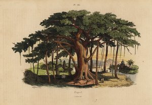 Heiliger Feigenbaum oder Peepal-Baum von Unbekannt