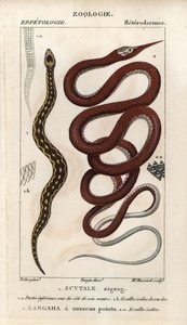 Sägezahnviper, Echis carinatus, und Madagaskar-Blattschnauzenschlange, Langaha madagascariensis. Handkolorierter Kupferstich aus Jussieu
