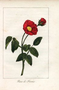 Scharlachrote Provence-Rose, Rose von Provins, Rosa gallica. Handkolorierte Kupferstich einer Illustration von Miss Prudhomme aus „Hommage rendu a la Rose“, Paris, circa 1815. Ein Geschenkbuch mit der Geschichte der Rose und einem Dutzend botanischer Minia