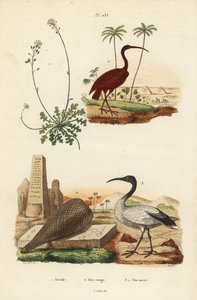Scharlachsichler, Eudocimus ruber 2, Heiliger Ibis, Threskiornis aethiopicus 3,4, und Schleifenblume, Iberis sempervirens 1 von Unbekannt