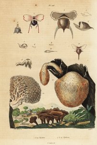 Meeresschnecken und Igelpilze von Unbekannt