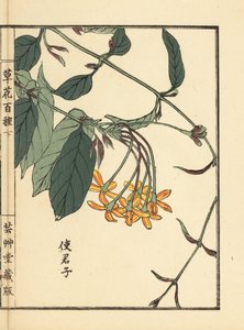Shikunshi, Chinesischer Geißblatt oder Rangoon-Kriecher, Combretum indicum (aus Kusa Bana Hyakushu) von Unbekannter Künstler