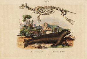 Skelett der Kegelrobbe, Phoca vitulina 1, und Australischer Seelöwe, Neophoca cinerea 2 von Unbekannt