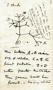 Skizze von Charles Darwin aus seinem ersten Notizbuch 