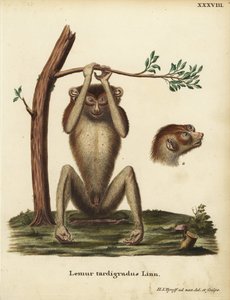 Langsamer Lemur oder roter schlanker Lori, Loris tardigradus. Bedroht. Lemur tardigradus Linn. Handkolorierte Kupferstichzeichnung und Gravur nach der Natur von Hermann Jakob Tyroff aus Johann Christian Daniel Schrebers Tierillustrationen nach der Natur