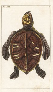 Schnappschildkröte oder Schuppenschildkröte - Starkes Wasser von Gottlieb Tobias Wilhelm (1758-1811), aus Enzyklopädie der Naturgeschichte: Amphibien von Unbekannter Künstler