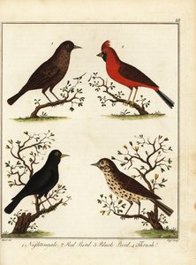 Singvögel: Nachtigall, Rotkehlchen, Amsel und Drossel. 1792 (Gravur) von Unbekannter Künstler