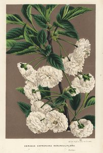 Sauerkirschbaum, Prunus cerasus (caproniana ranunculiflora). Handkolorierte Lithographie aus Louis van Houtte und Charles Lemaire