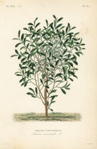 Stachelannone von Unbekannt