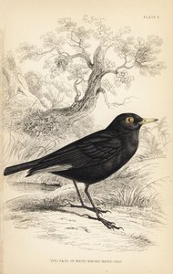 Brillentyra, Hymenops perspicillatus (Brillen- oder Weißflügel-Wasseramsel, Perspicilla leucoptera). Handkolorierter Stahlstich von William Lizars nach einer Illustration von William Swainson aus Sir William Jardine