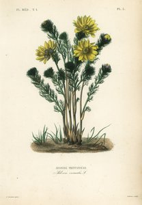 Frühlings-Adonisröschen, Adonis vernalis von Unbekannt