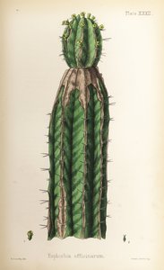 Wolfsmilch, Euphorbia officinarum. Handkolorierte Lithographie von Henry Sowerby aus Edward Hamiltons Flora Homeopathica