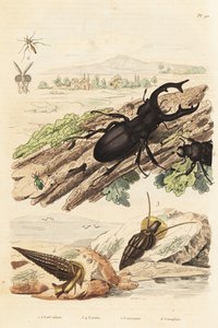 Hirschkäfer, Lucanus cervus 1, Cerithium sulcatum und Rhinoclavis aspera Mollusken 3,4, Cerocoma elateroides 5 und Keroplatus tipuloides Wespe 6 von Unbekannt