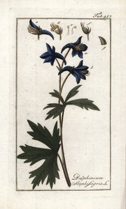Stephanskraut (Delphinium staphisagria). Lithographie aus „Afbeelding der Artseny-Gewassen“ von Johannes Zorn (1739-1799), Niederlande von Unbekannter Künstler