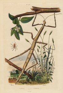 Stabheuschrecken oder Phasmiden, Carausius morosus und Clonopsis gallica, und wandernde Krabbenspinne, Philodromus aureolus von Unbekannt