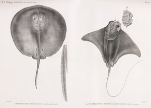 Stachelrochen, Vorder- und Rückansicht