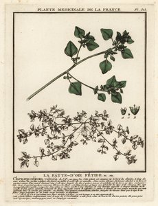 Stinkende Gänsefuß, Chenopodium vulvaria von Unbekannter Künstler