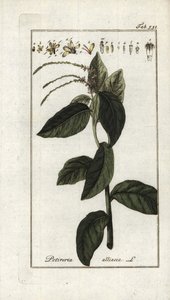 Stinkende Verbene (Petiveria alliacea). Lithographie aus „Afbeelding der Artseny-Gewassen“ von Johannes Zorn (1739-1799), Niederlande von Unbekannter Künstler