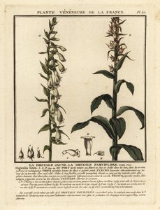 Gelber Fingerhut, Digitalis lutea von Unbekannter Künstler