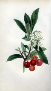 Erdbeerbaum mit Blüten und Früchten, Arbutus unedo. Handkolorierte botanische Illustration von Mrs. Rebecca Hey aus ihrem eigenen Buch Spirit of the Woods, London, Longman, Rees von Unbekannter Künstler