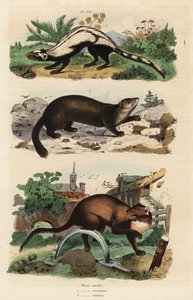Gestreiftes Stinktier, Ictonyx striatus 1, Europäischer Baummarder, Martes martes 2 und Zobel, Martes zibellina 3 von Unbekannt