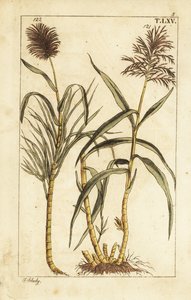 Zuckerrohr, Saccharum officinarum von Unbekannter Künstler