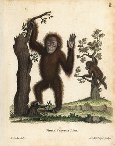Sumatra-Orang-Utan, Pongo abelii. Kritisch gefährdet. Handkolorierter Kupferstich nach einer Illustration von R. Oakes aus Johann Christian Daniel Schreber