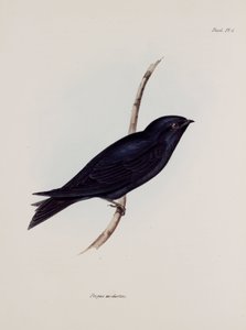 Schwalbe oder Segler, Südamerika, ca. 1832-1836 von Unbekannt