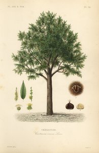 Esskastanie